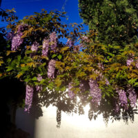 Blauregen – Frühling lässt sein blaues Band wieder flattern