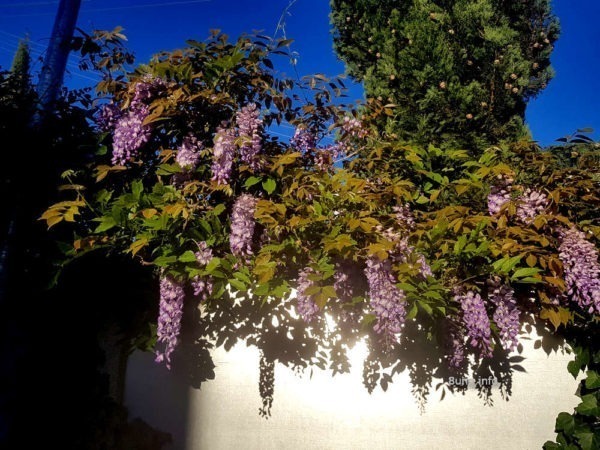 Blauregen hängt über eine Mauer