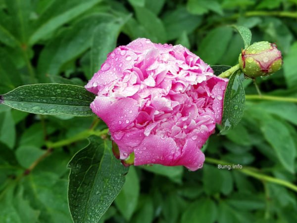 Eisheiligen-Wetter: Regentropfen auf der rosa Pflingstrosenblüte