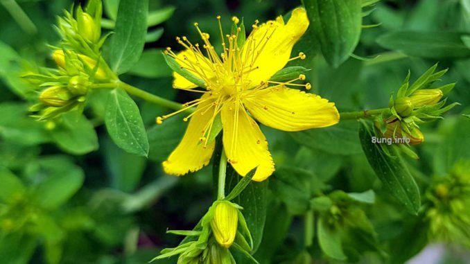 Johanniskraut Blüte