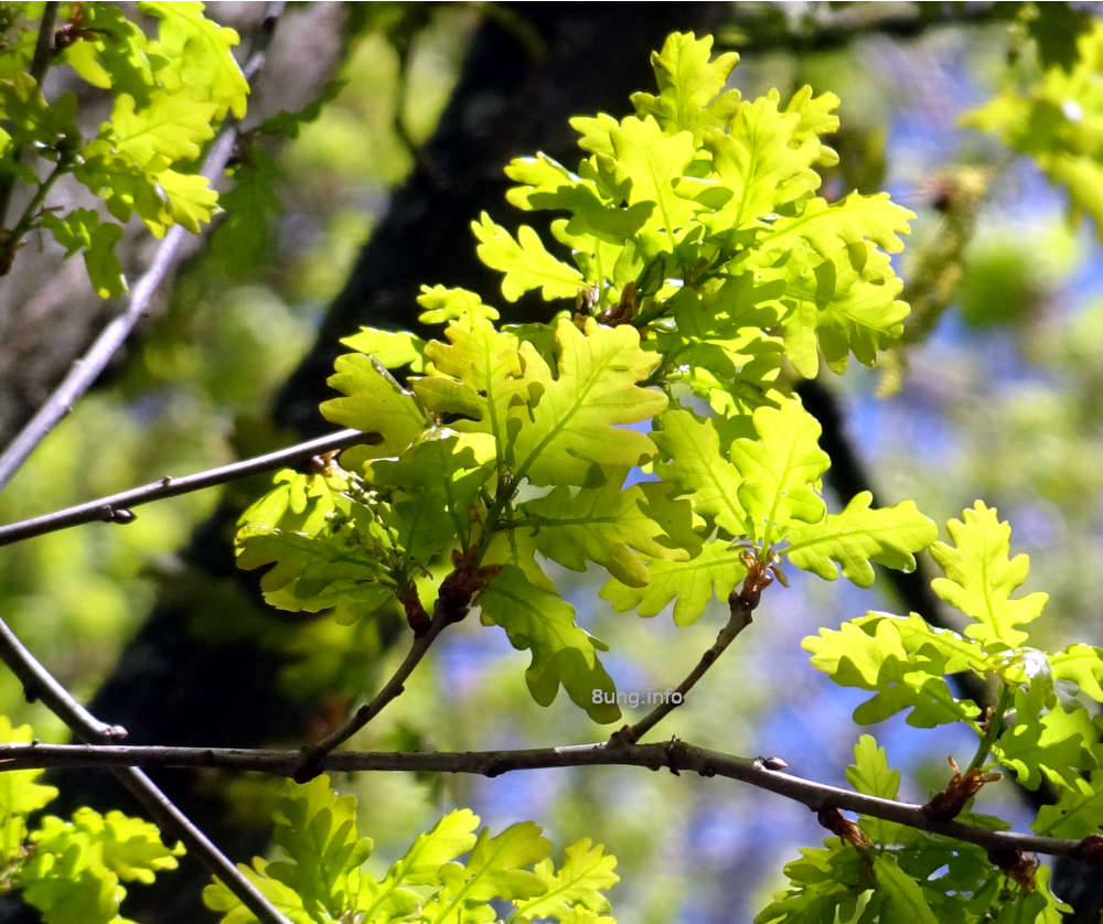 Wetterregel Esche  Eiche Eichenblätter