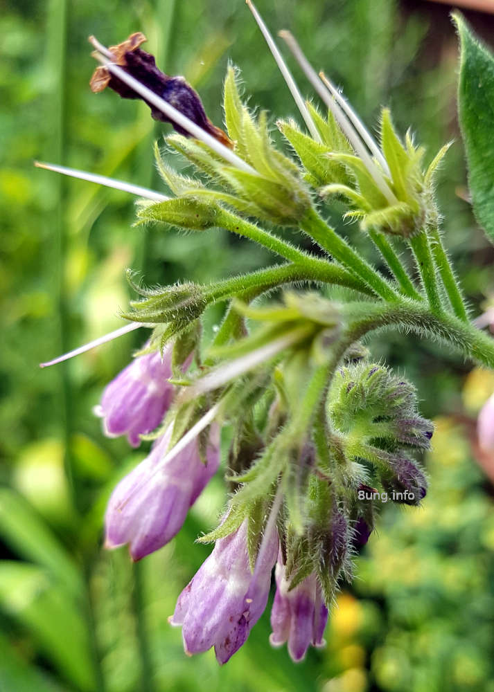 Beinwell, lila Blüte