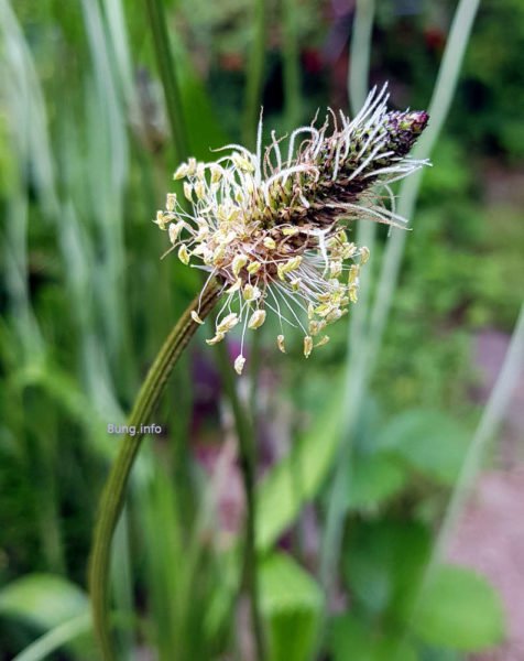 Blühendes Heilkraut im Sommer: Spitzwegerich, unscheinbare Blüte, 