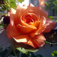 ✿ Rosen im Wonnemonat Mai – mein blühender Garten