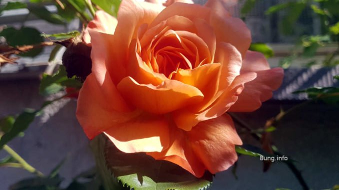 Aprikosenrose
