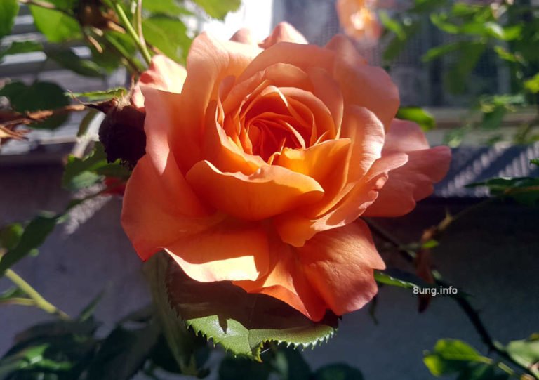 Aprikosenrose