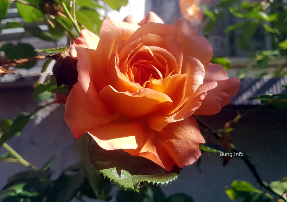 Aprikosenrose