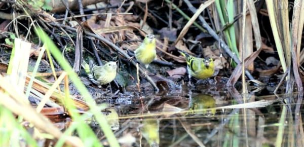 (c) Gamander López-Caparrós Jungmann | Erlenzeisige am Wasser