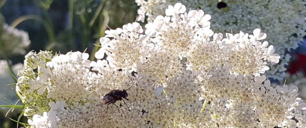 Fliege auf einer Möhrenblüte