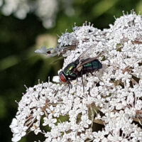 ☼ Wetter im Juli 2020 – 34 Grad Celsius am 27. Juli