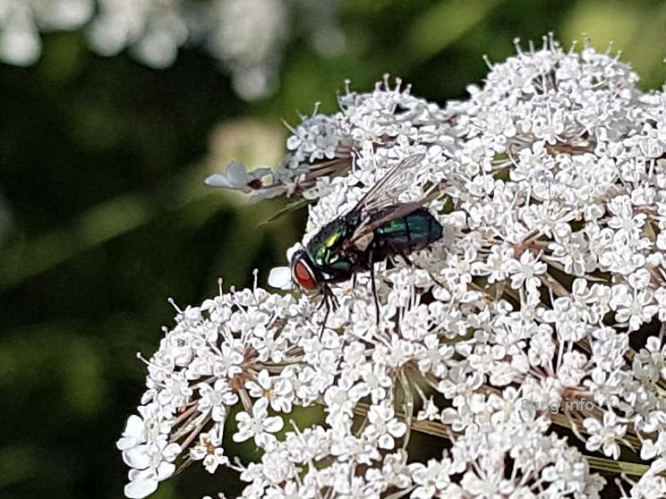 Fliege auf der Doldenblüte