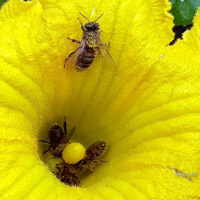 Garten im September 2020 – fleißige Bienen