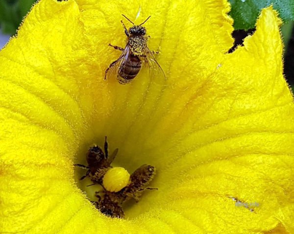 Bienen in der Zucchiniblüte