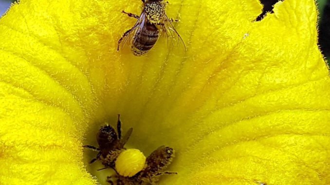 Bienen in der Zucchiniblüte