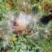 ✿ Blumen im Garten – Disteln sind besser als ihr Ruf