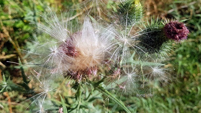 Distelsamen