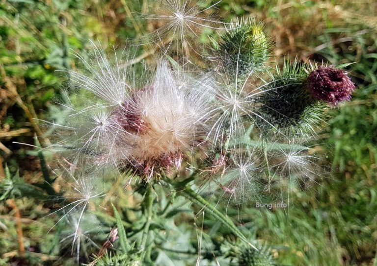 Distelsamen