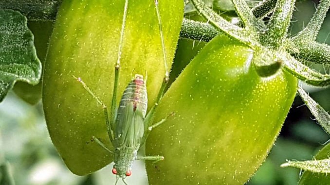 Grüner Grashüpfer auf grünen Oliventomaten
