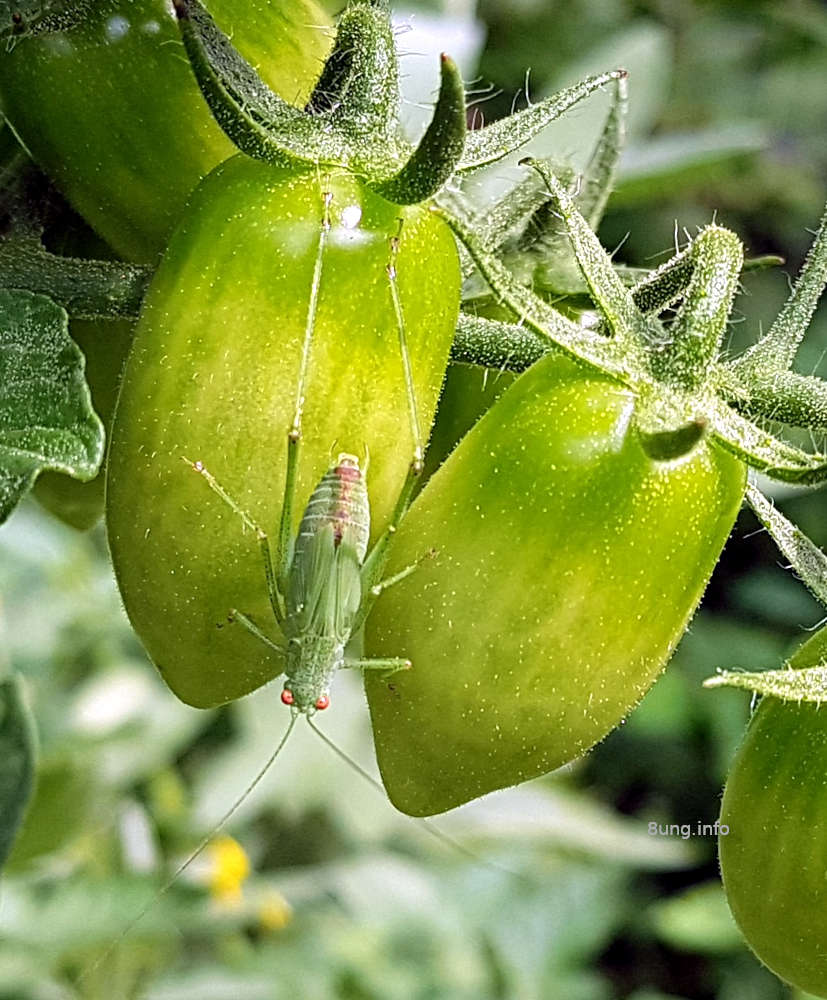 Grüner Grashüpfer auf grünen Oliventomaten