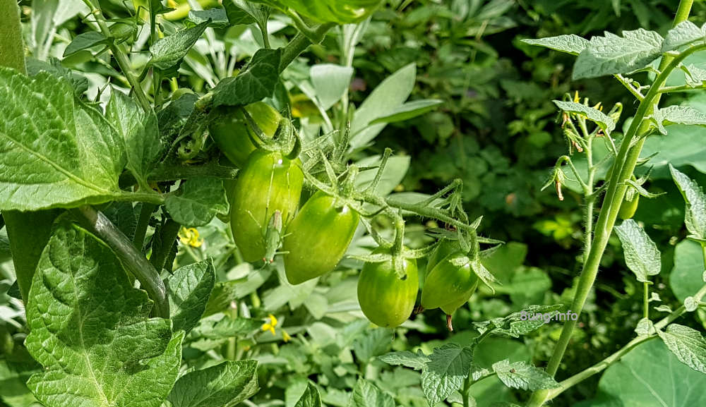 Tiere im Garten: Grashüpfer, Meister der Tarnung