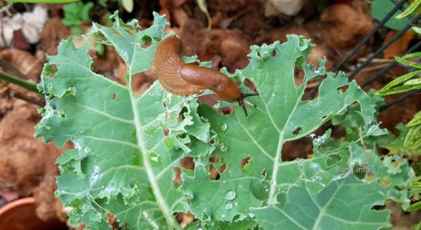 Rote Nacktschnecke frisst sich durch ein Grünkohlblatt