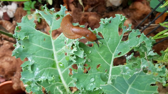 Rote Nacktschnecke frisst sich durch ein Grünkohlblatt