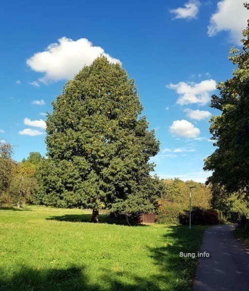 Wetter im Oktober 2020 - Baum in der Herbstsonne