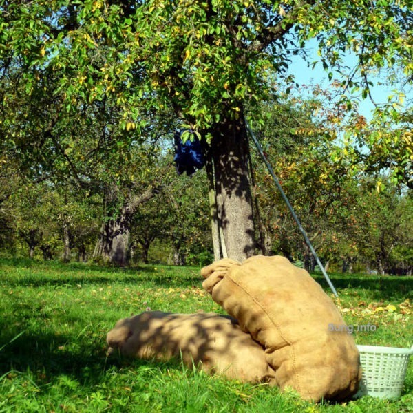 Säcke mit Äpfeln 