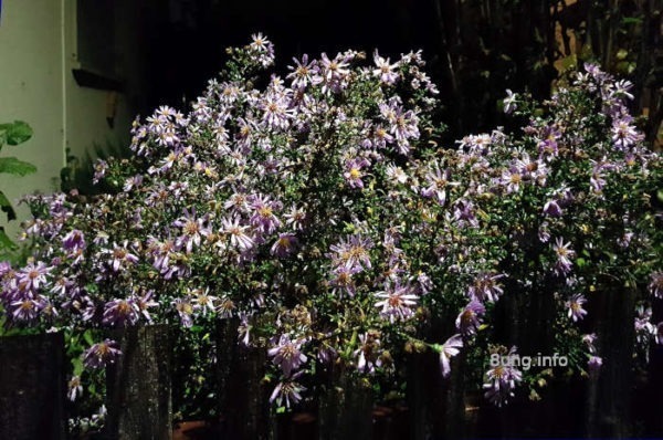 Garten bei Nacht