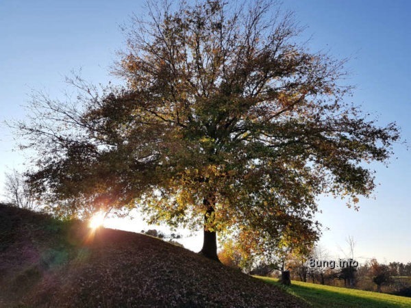 Baum in der Abendsonne im Herbst