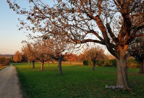 Streuobstwiese im Herbst