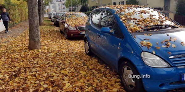 gelbe Blätter im Herbst