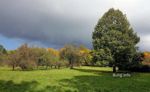 Wetter im Oktober 2020 - Streuobstwiese mit grossem Baum