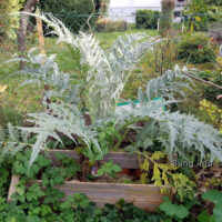 Garten im Oktober – Artischocke nimmt ihren Platz ein