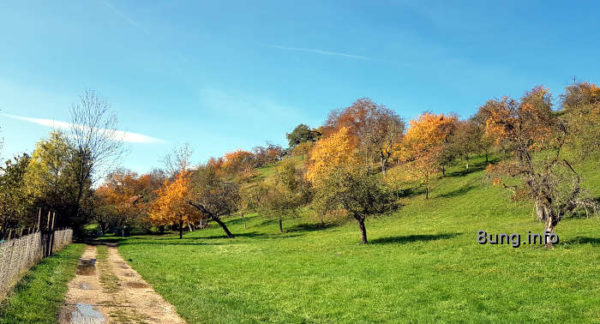 Streuobstwiese im Herbst