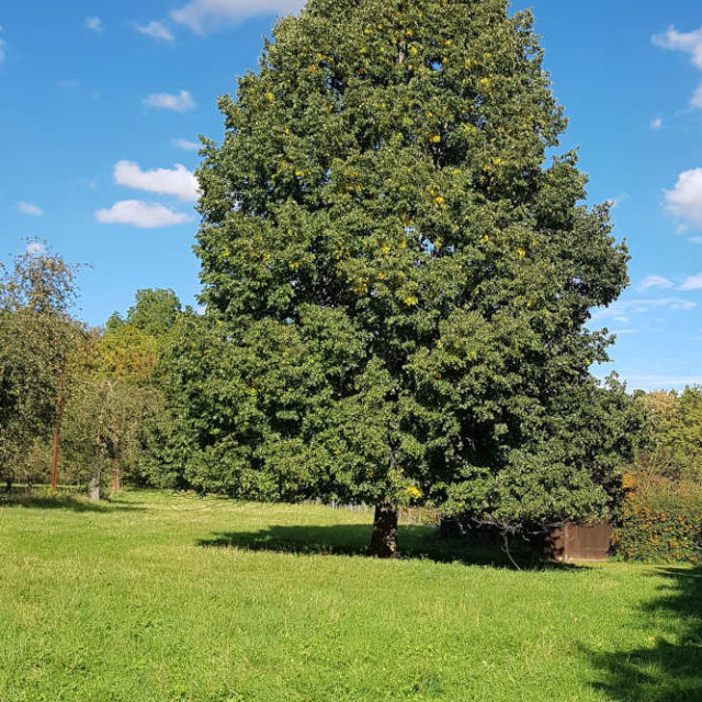 Wetter im Oktober, Herbst, Baum