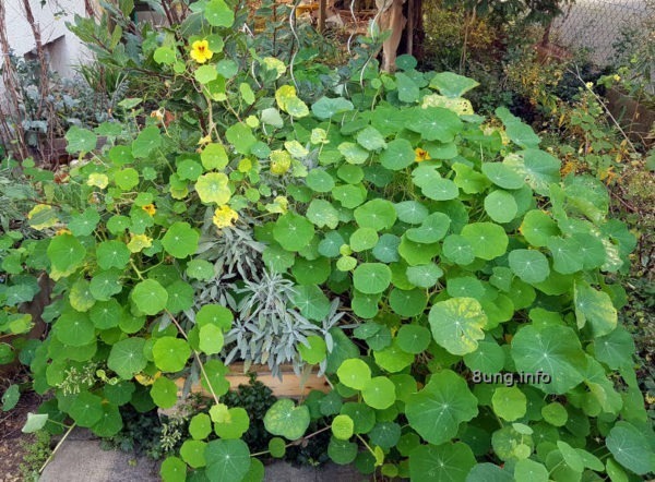Garten im November - Kapuzinerkresse erobert das Kräuterbeet