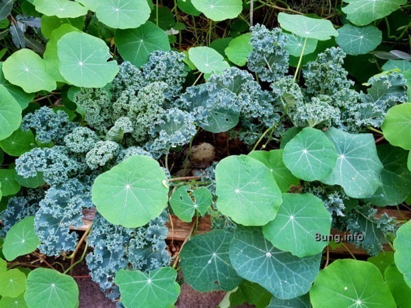 Garten im November - Kapuzinerkresse umrahmt den Grünkohl