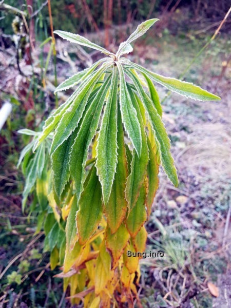 Wetter im November - Raureif auf der Goldrute