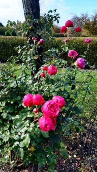 böühende Rosen im Herbst