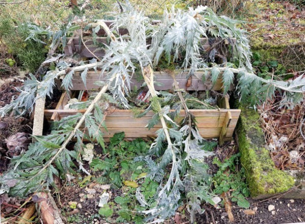  - Artischocke nach dem Nachtfrost