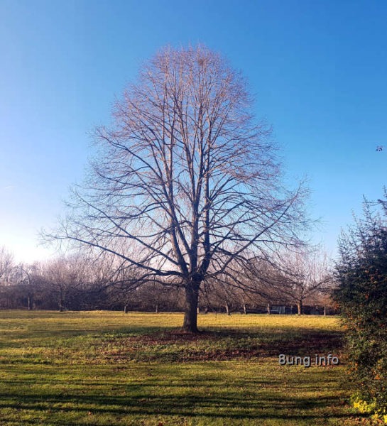 Wetter im Dezember - großer Baum ohne Blätter