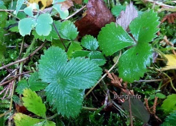 ☼ Wetterprognose Januar 2021 mittels der 12 Rauhnächte | Kulturmagazin 8ung.info Wetter im Januar: Regen auf Akelei, wilder Erdbeere und Moos