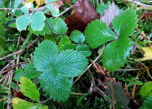 Wetter im Januar: Regen auf Akelei, wilder Erdbeere und Moos