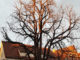 Wetter im Dezember - Baum, grauer Himmel mit Sonnenschein