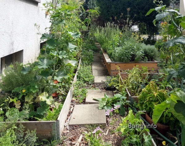 Mein Kräutergarten im sommer