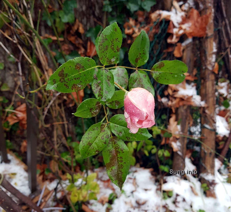 Letzte Rose im Schnee