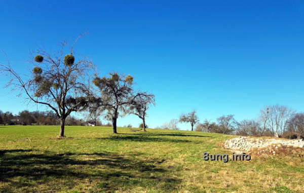 Bäume mit Misteln, Steinhaufen, blauer Himmel