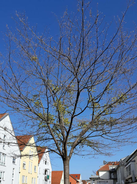Misteln im Baum