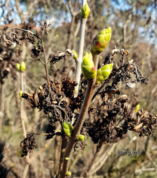 Frühlingsanfang 2021 - Fliederknospen 